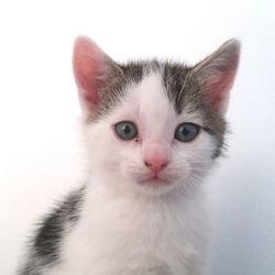 Close-up portrait of cat against white background