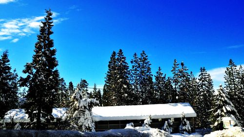 Trees against blue sky during winter