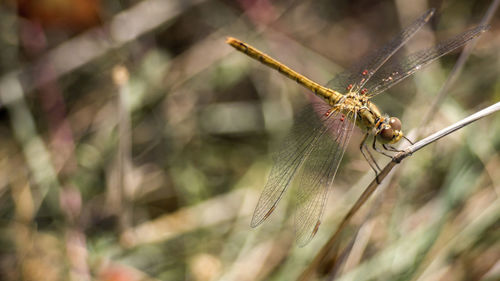 Close-up of insect