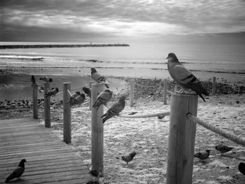 Pigeons perching at beach against sky