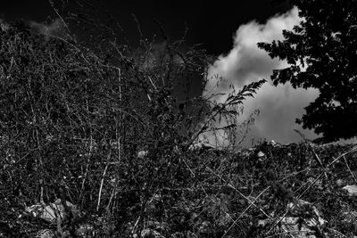 Low angle view of tree against sky