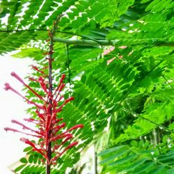 Low angle view of leaves
