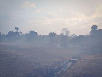 Trees on field against sky