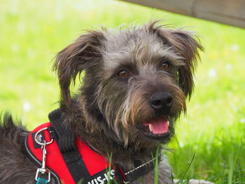 Close-up portrait of a dog