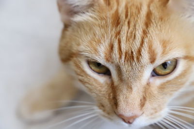 Close-up portrait of a cat