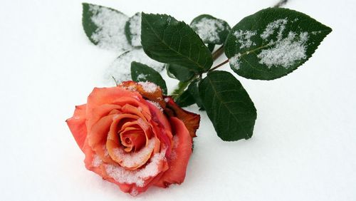 Close-up of rose plant against white background