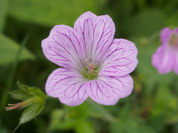 Close-up of purple flower blooming outdoors