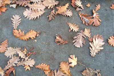 High angle view of autumn leaves on footpath