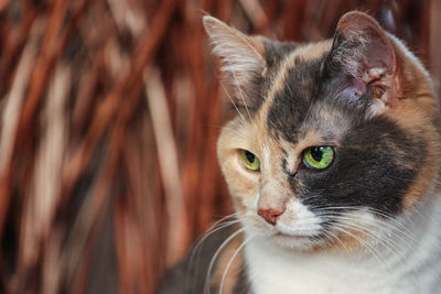 Close-up portrait of cat