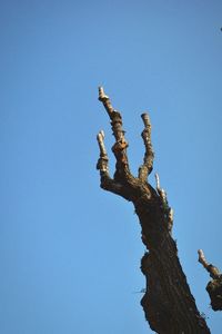 Low angle view of clear blue sky