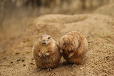 High angle view of marmots in forest