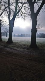 Trees on field against sky during foggy weather