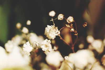 Close-up of white flowers