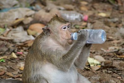Fat street monkey drinking water from plastic litter in sihanoukville, cambodia
