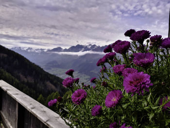 Close-up of pink flowers blooming against sky