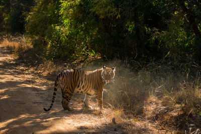 Elephant in a forest