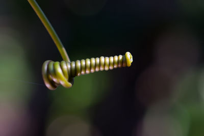 Close-up of insect on leaf