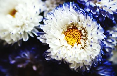 Close-up of flowers blooming outdoors