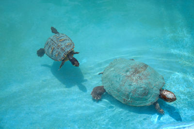 High angle view of turtle swimming in sea