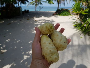 Noni fruit in hands on the background of the beach. high quality photo