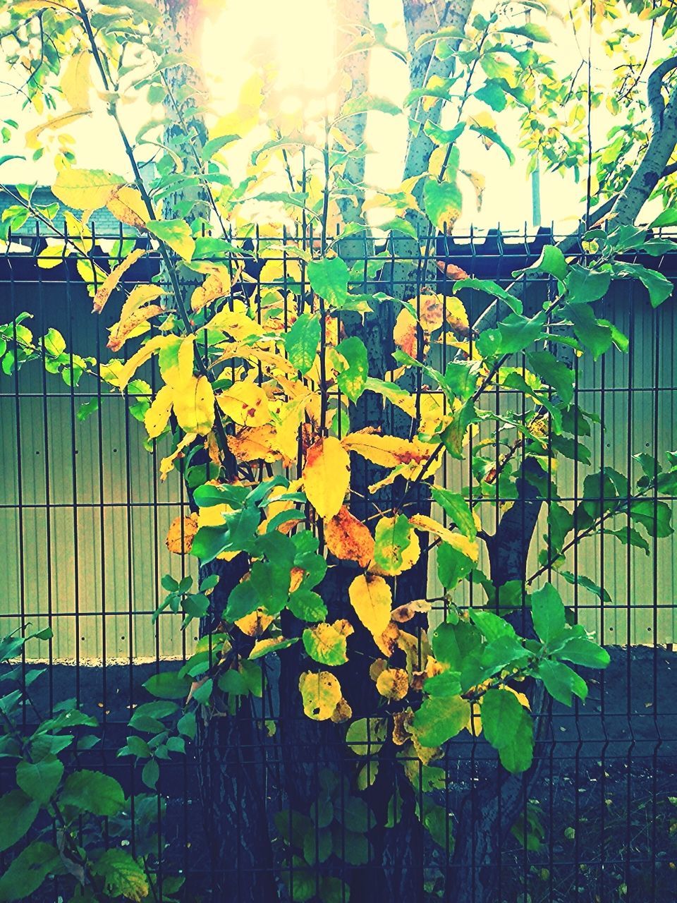 growth, plant, leaf, fence, nature, green color, sunlight, growing, wall - building feature, beauty in nature, day, freshness, railing, outdoors, no people, ivy, built structure, branch, fragility, close-up