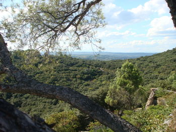 Trees on landscape against sky