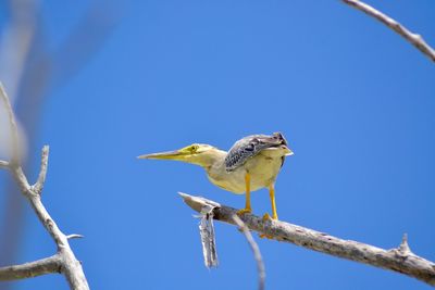 Low angle view of bird perching on branch