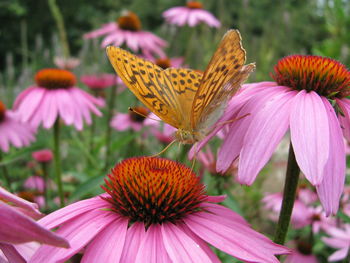 Close-up of butterfly on purple flower