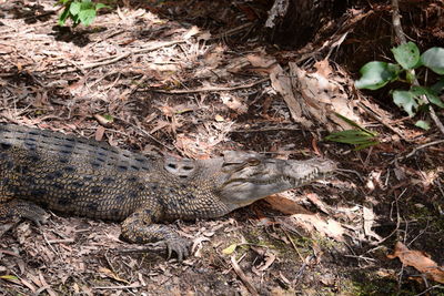 High angle view of crocodile on field