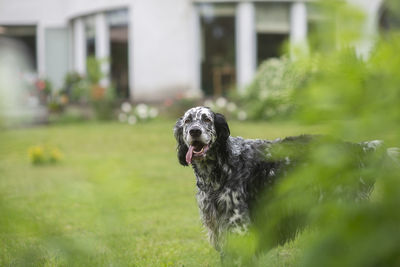 Dog english setter