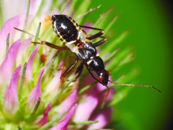 Close-up of insect pollinating on flower