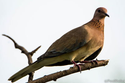 Low angle view of bird perching on branch against sky