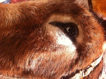 Close-up of horse eye