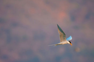 Bird flying against sky