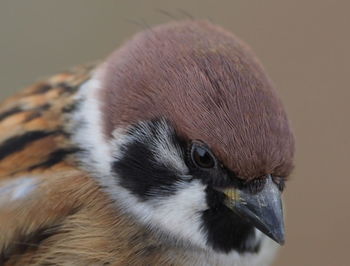 Close-up of bird