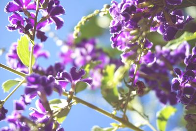 Close-up of purple flowering plant