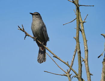 Low angle view of bird perching on branch