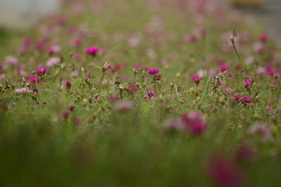 Close-up of pink flowering plants on field