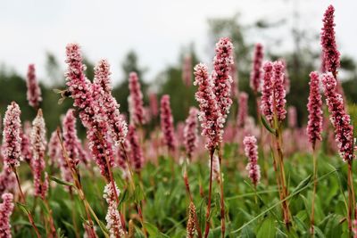 Close-up of pink flowering plants on field