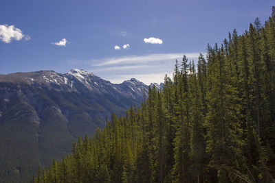 Pine trees in forest against sky