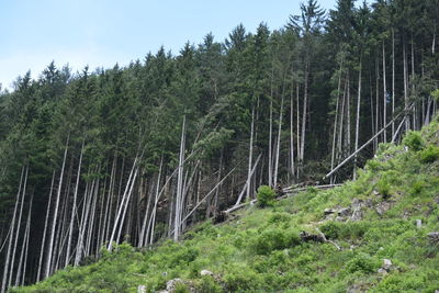 Storm damages after a severe storm in a forest, a natural disaster