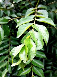 Close-up of fresh green plants