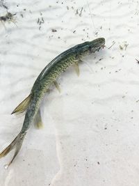 High angle view of fish on shore