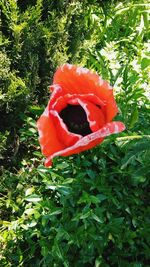 Close-up of red flower blooming outdoors