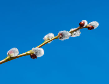 Low angle view of flowering plant against blue sky