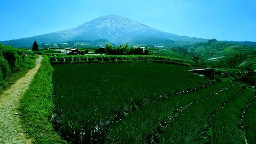 Scenic view of agricultural field against sky