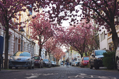 View of cherry blossom on street in city