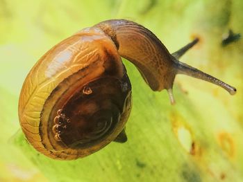 Close-up of insect on leaf against sea