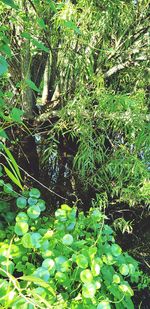 Plants growing on land by trees in forest