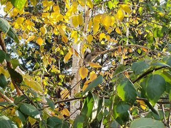 Low angle view of yellow leaves on tree branch